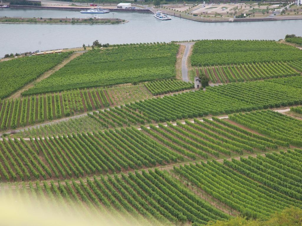 Hotel Felsenkeller Rüdesheim am Rhein Esterno foto